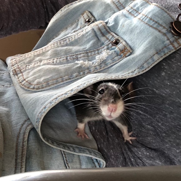 Meet your Posher, Stella - Picture 7 of 8